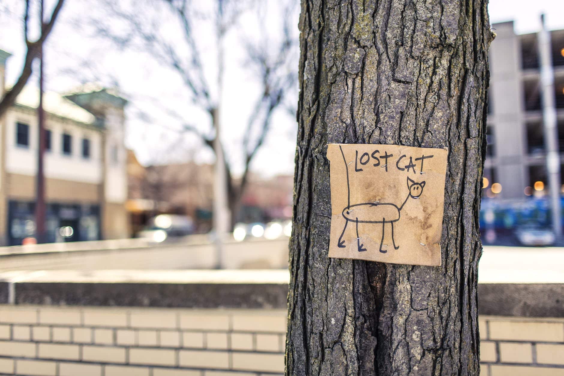 macro photography of brown and black lost cat signage on black bare tree